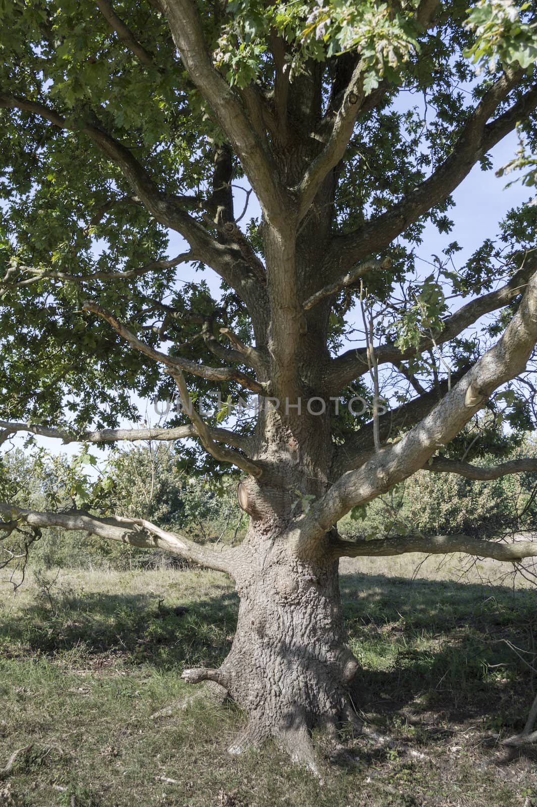 old oak in the nature area called waterplas near the dutch place Rockanje