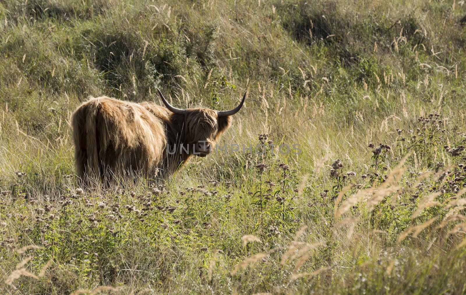 galloway mammal in the dutch nature waterplas near rockanje