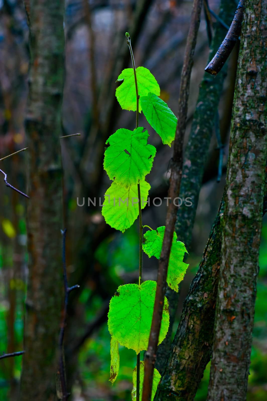 Last green leaves in the autumn forest in October.