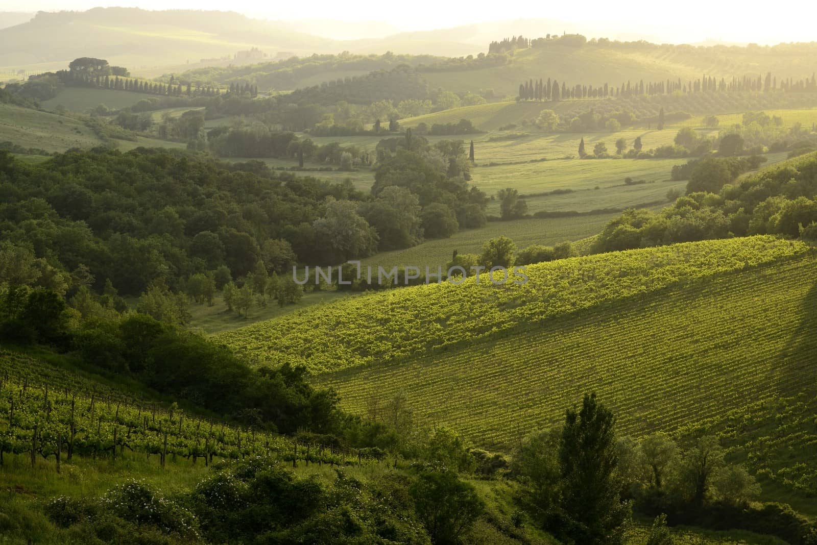 Chianti vineyard by mizio1970