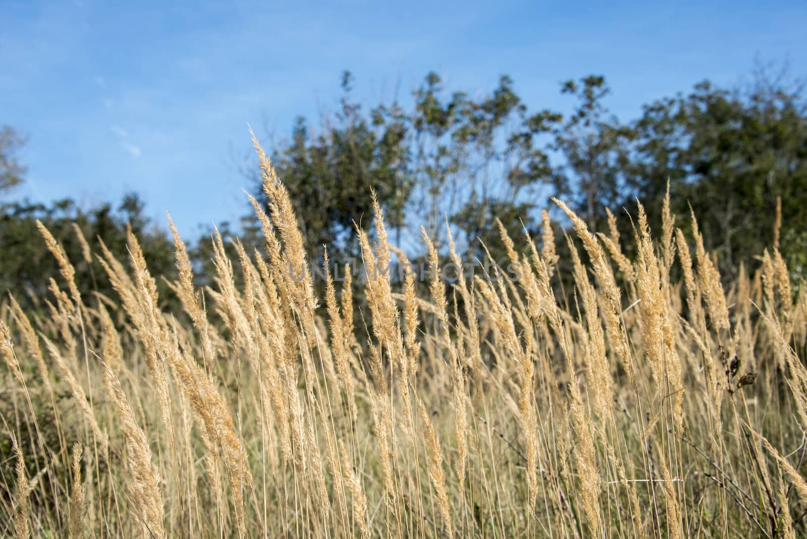 grass wheat and blue sky by compuinfoto