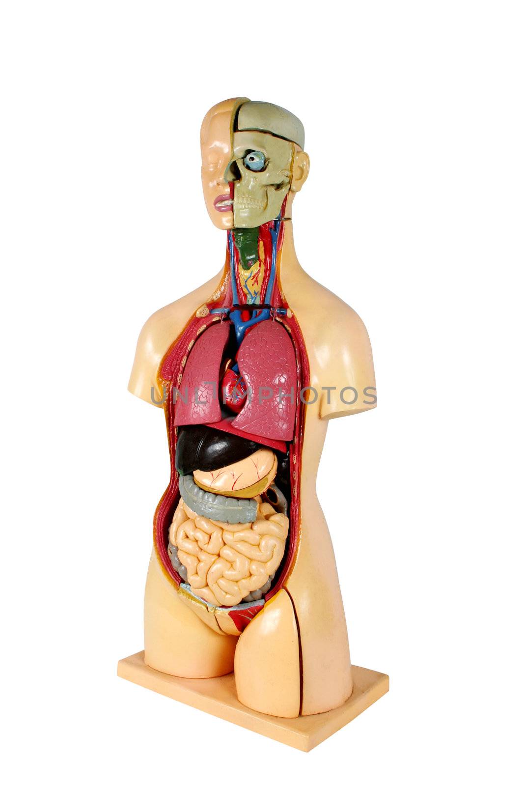 Human structure. Anatomic model