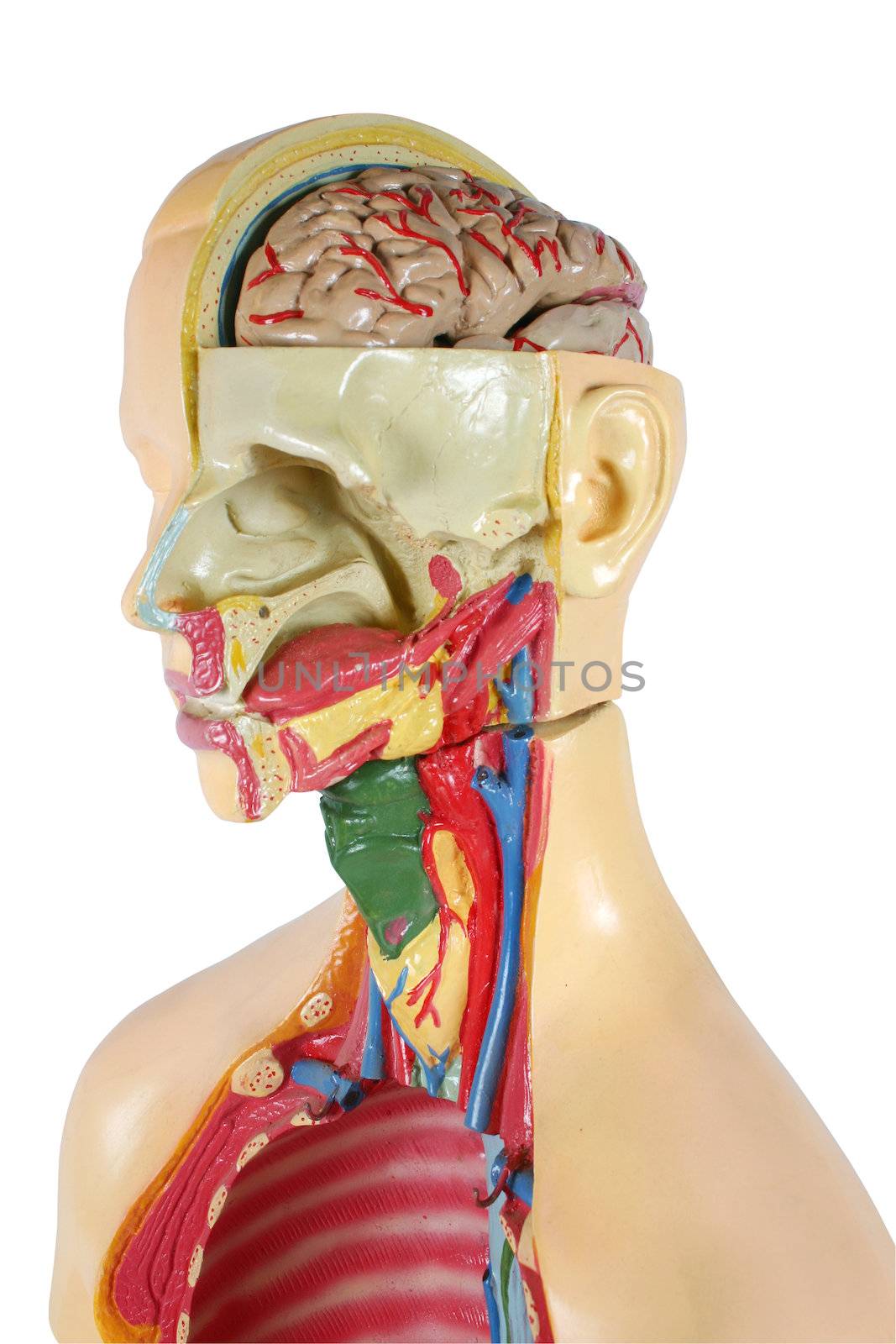 Human structure. Anatomic model