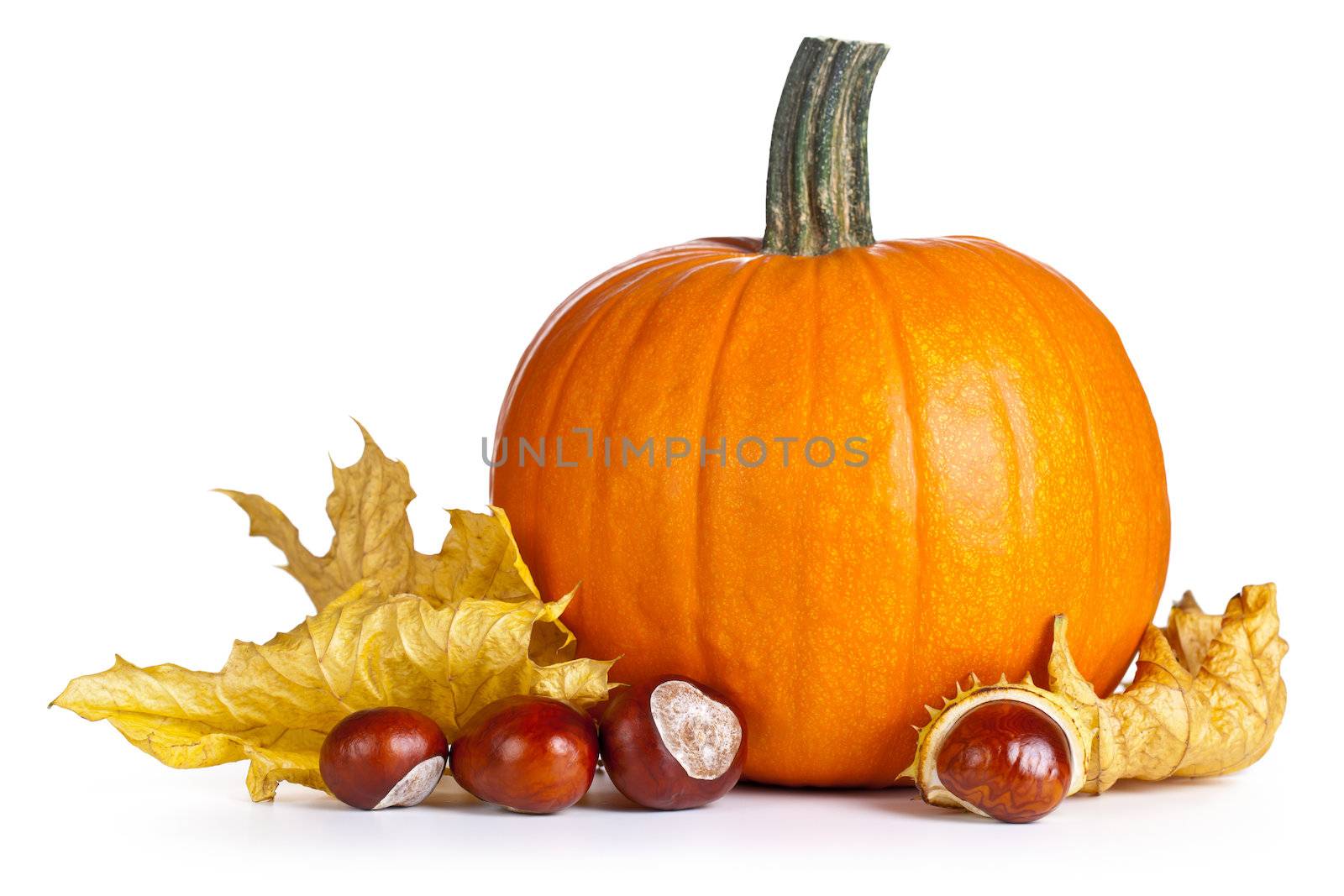 Pumpkin with autumn leaves and chestnuts on white background. Autumn composition