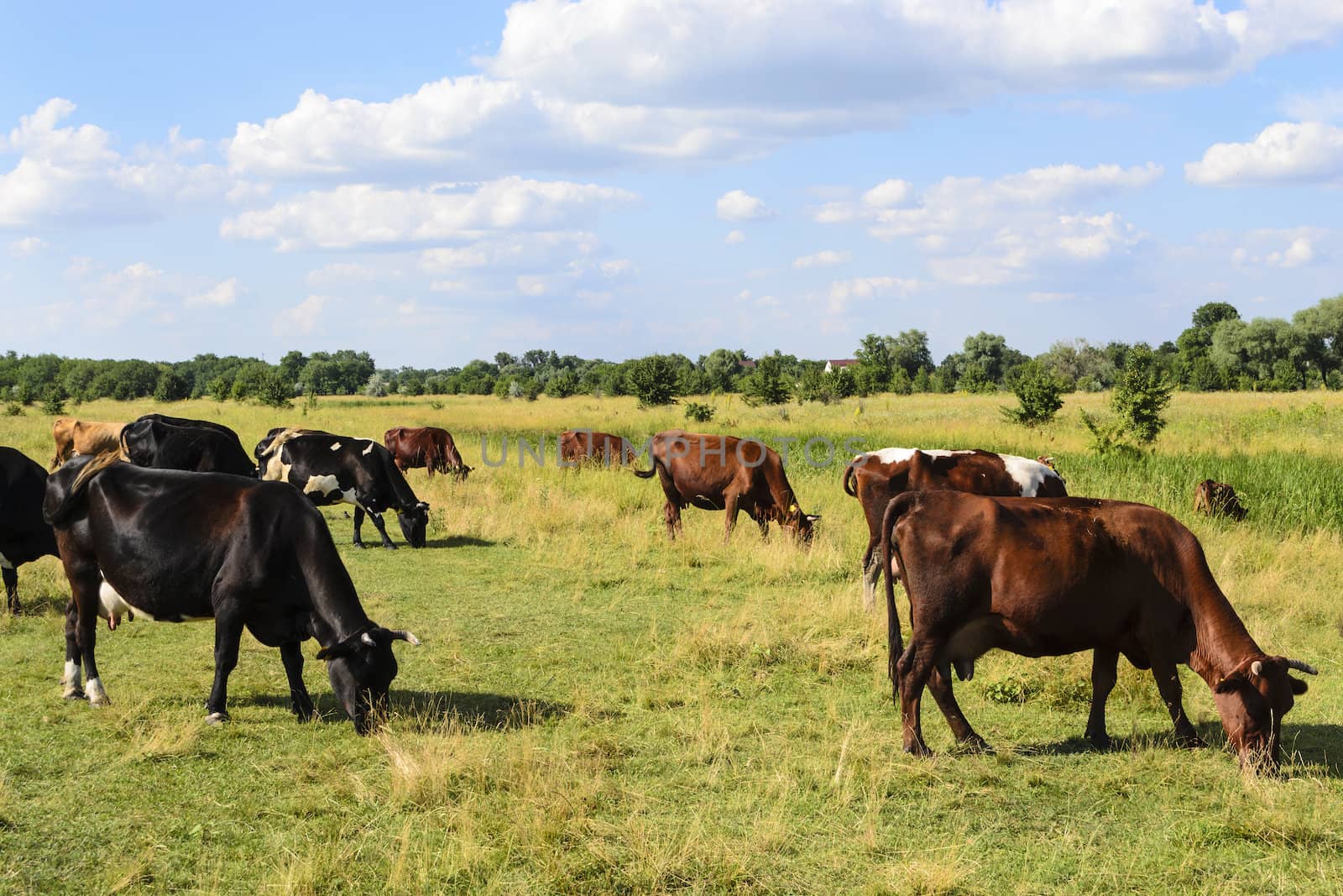 A herd of cows on a summer meadow