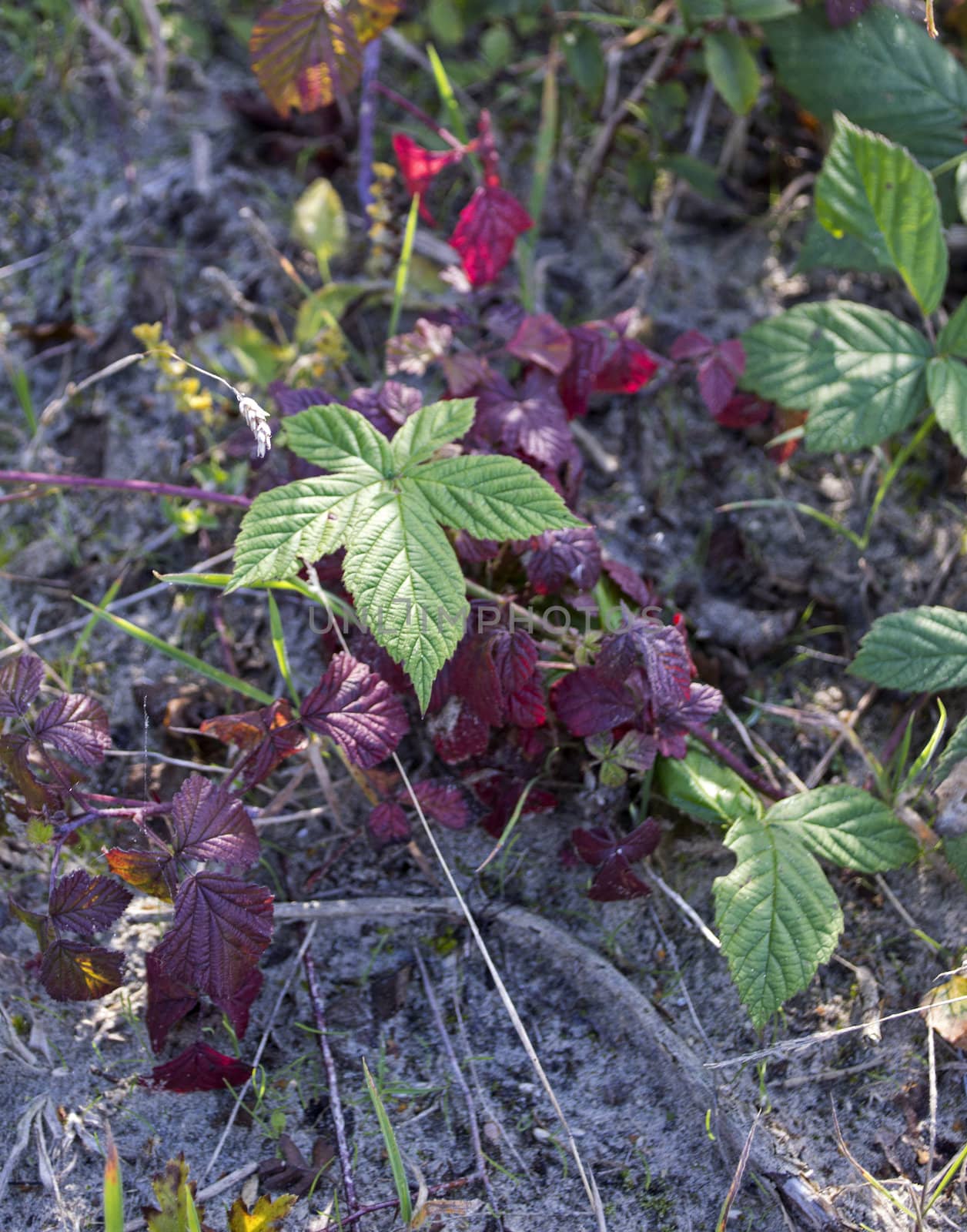 green and red leaves in nature