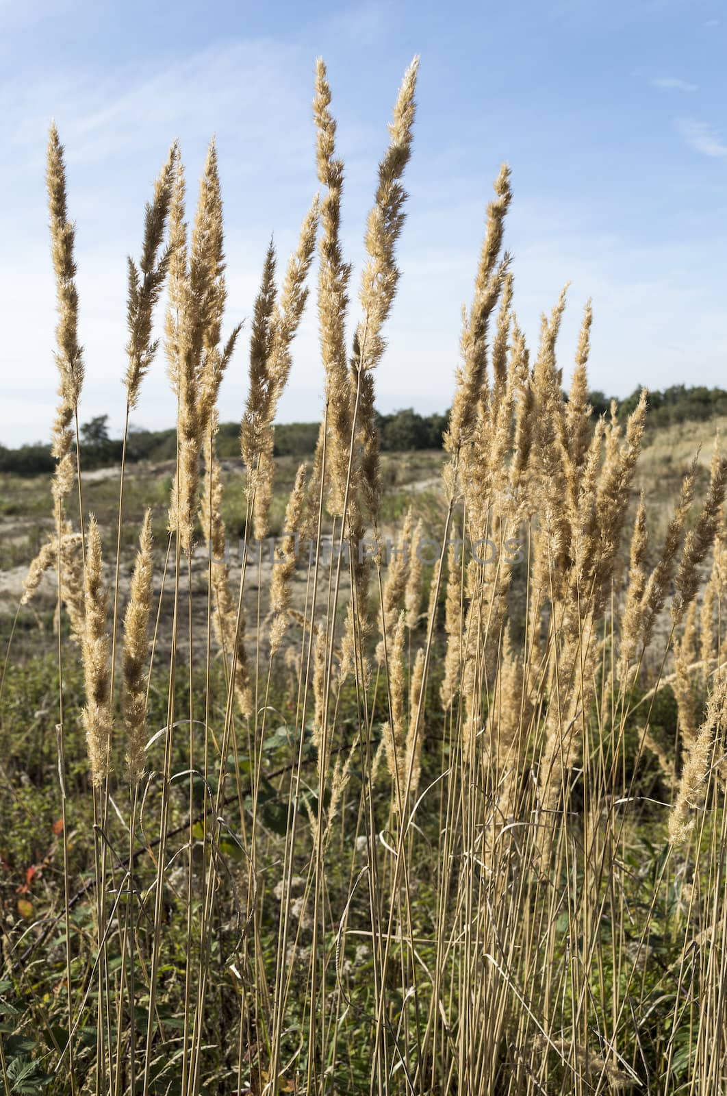 grass wheat and blue sky by compuinfoto