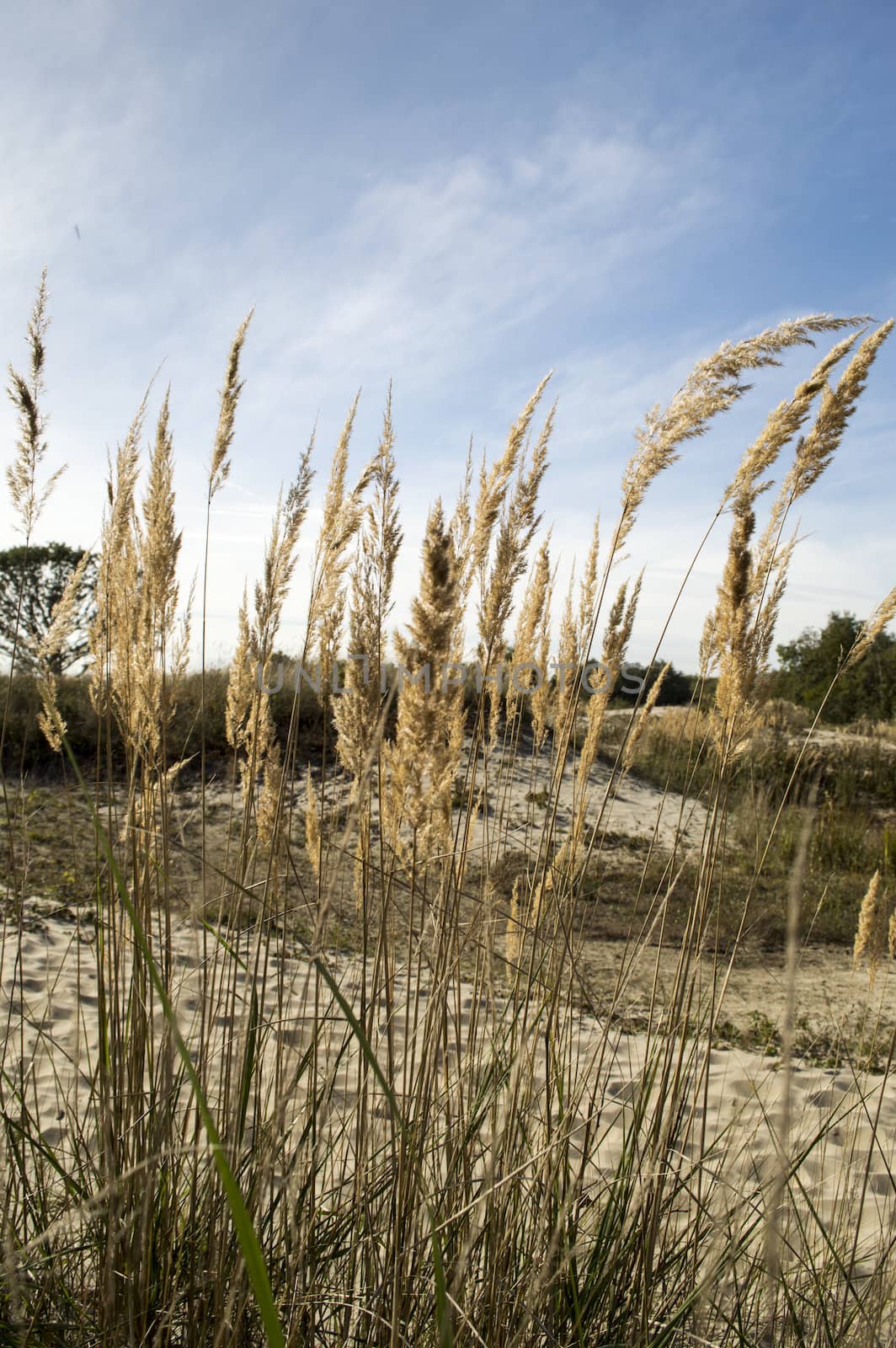 wild wheat in nature with blue sky as background