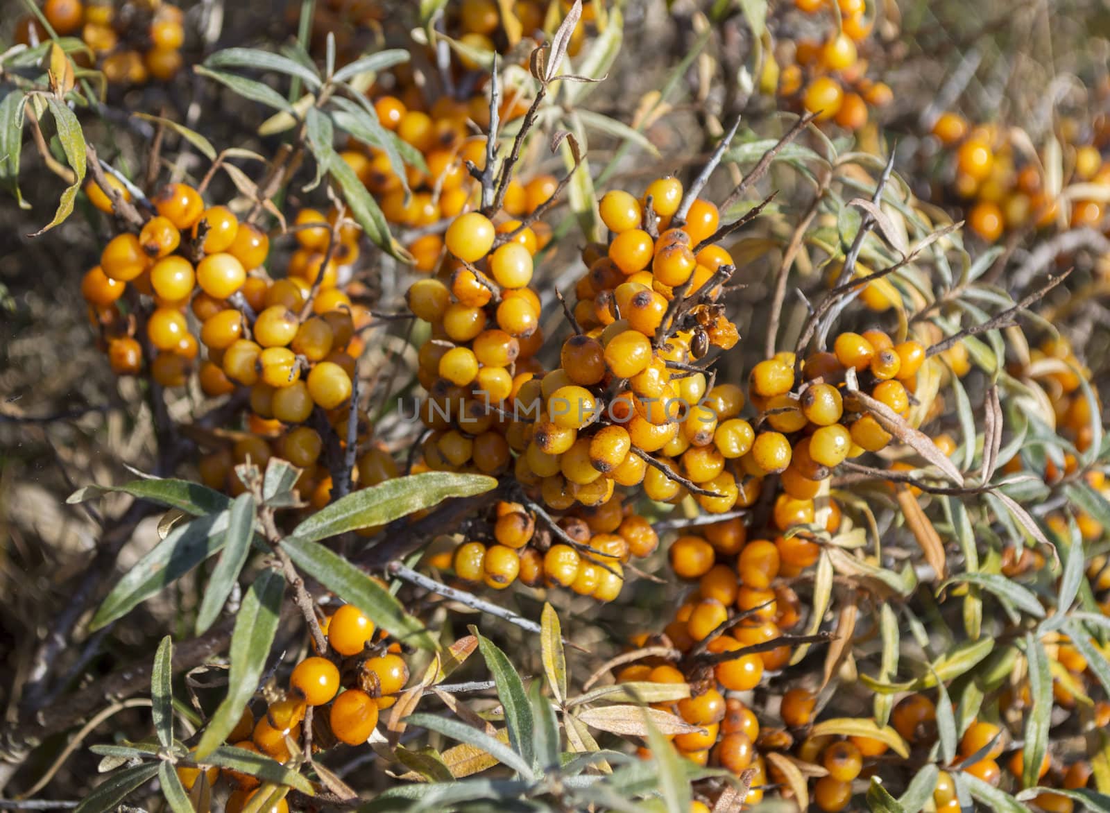  buckthorn berries in the autumn nature 