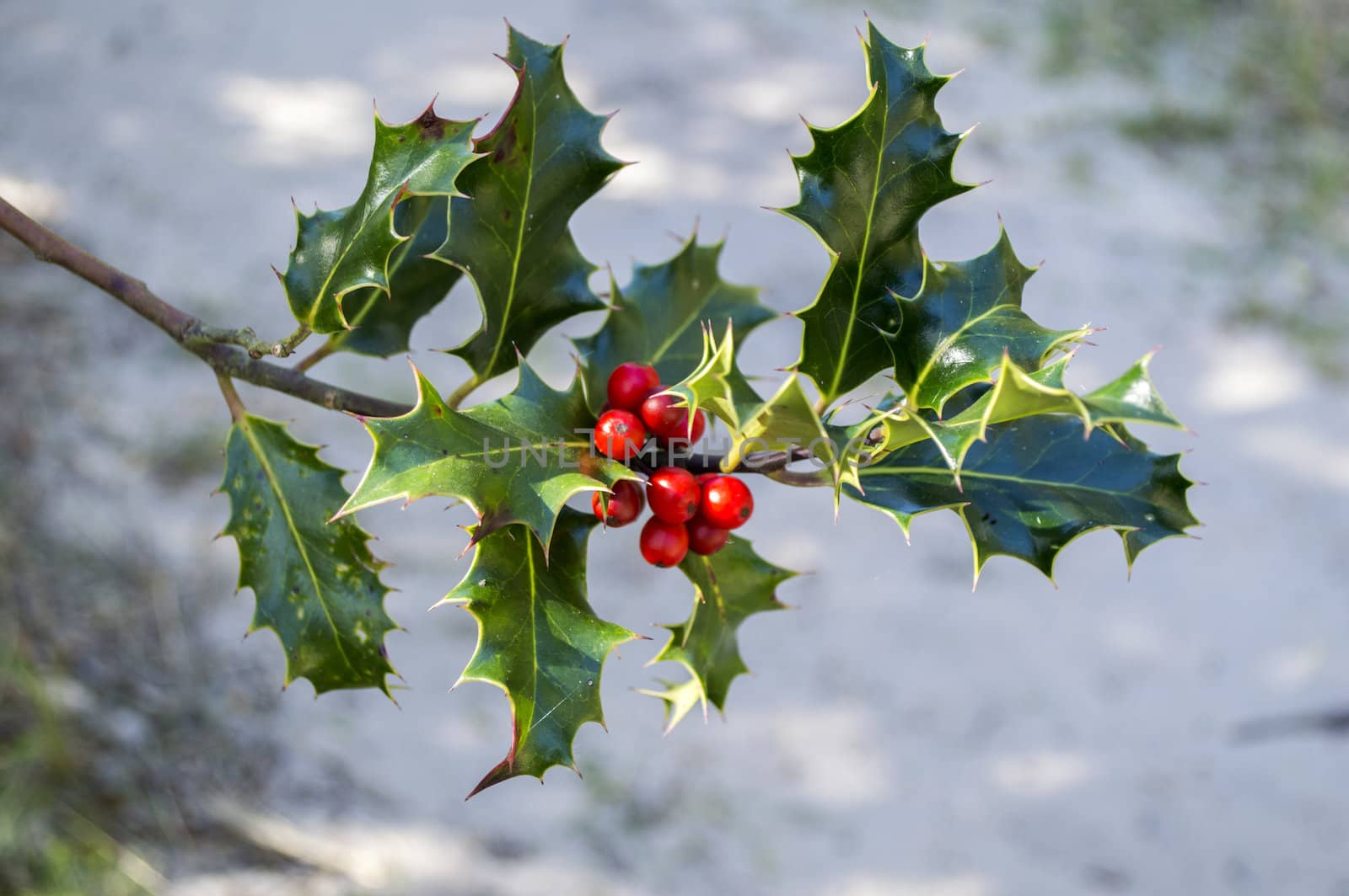holly with red berries and green leaves