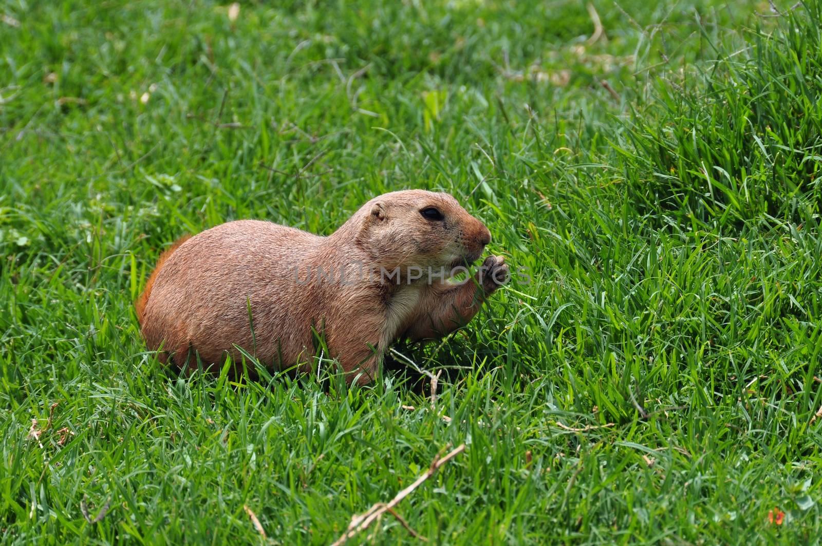 Black-tailed prairie dog rodent eating grass. Animal in natural environment.