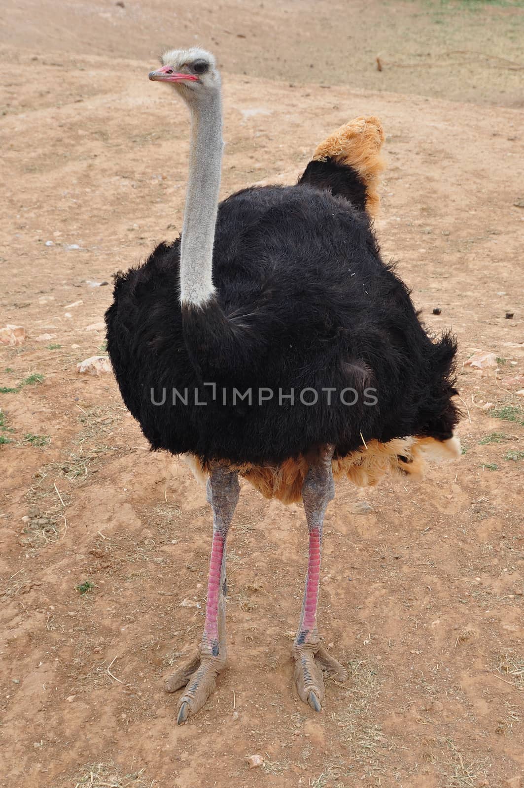 African wild ostrich large flightless bird with long neck and legs. Animal background.