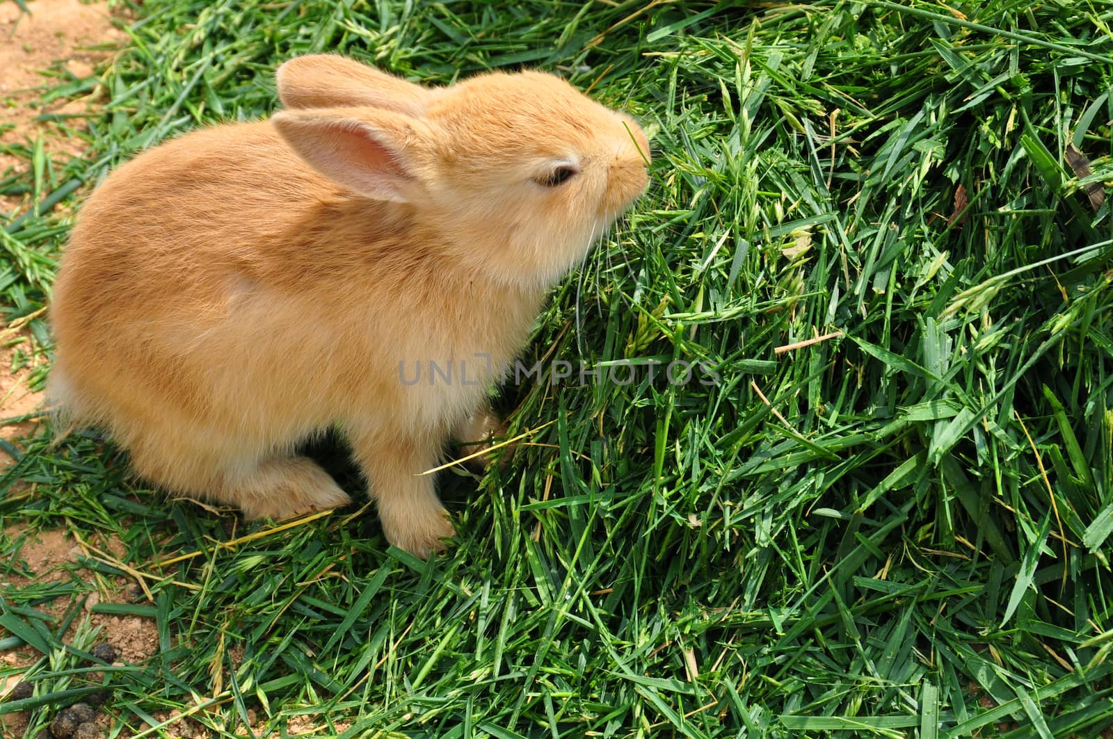 Bunny rabbit feeding on grass. Cute baby animal background.