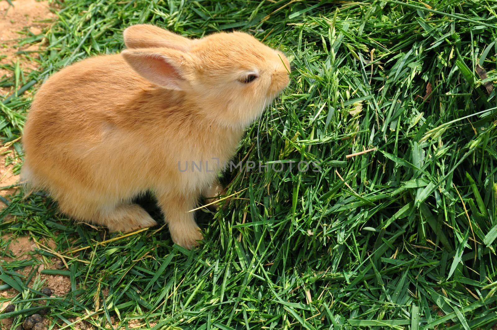 Bunny rabbit feeding on grass. Cute baby animal background.