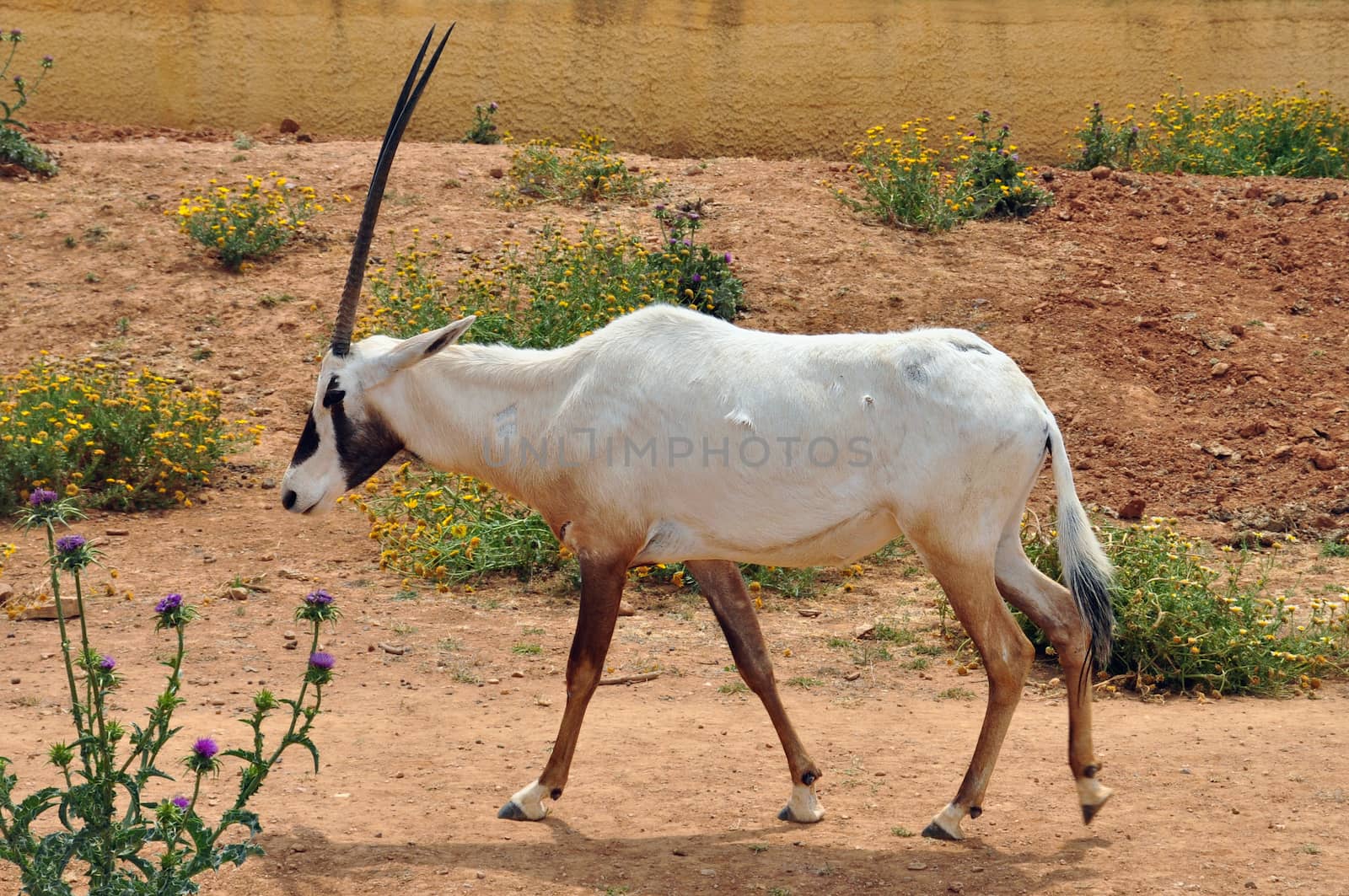 Arabian oryx and blooming flowers. Previously extinct antelope species reintroduced in the wild in the 1980's through captive breeding.