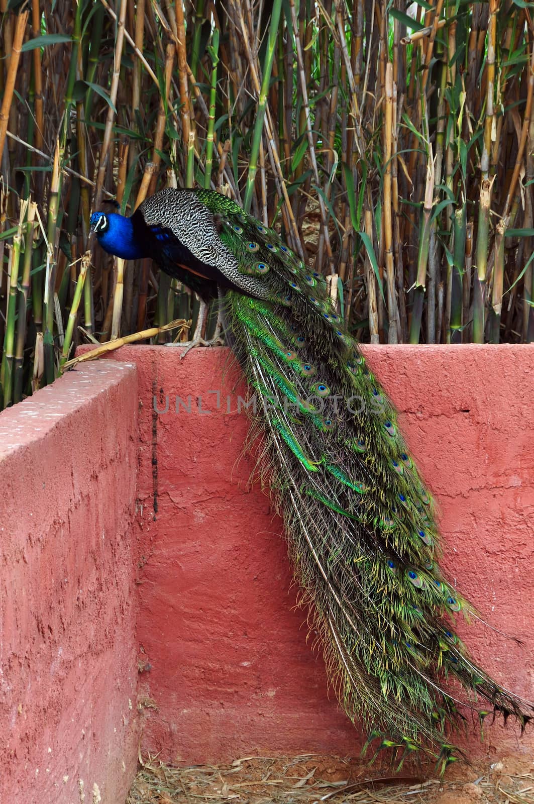 Peacock with long tail and colorful iridescent plumage. Bird sitting on wall.