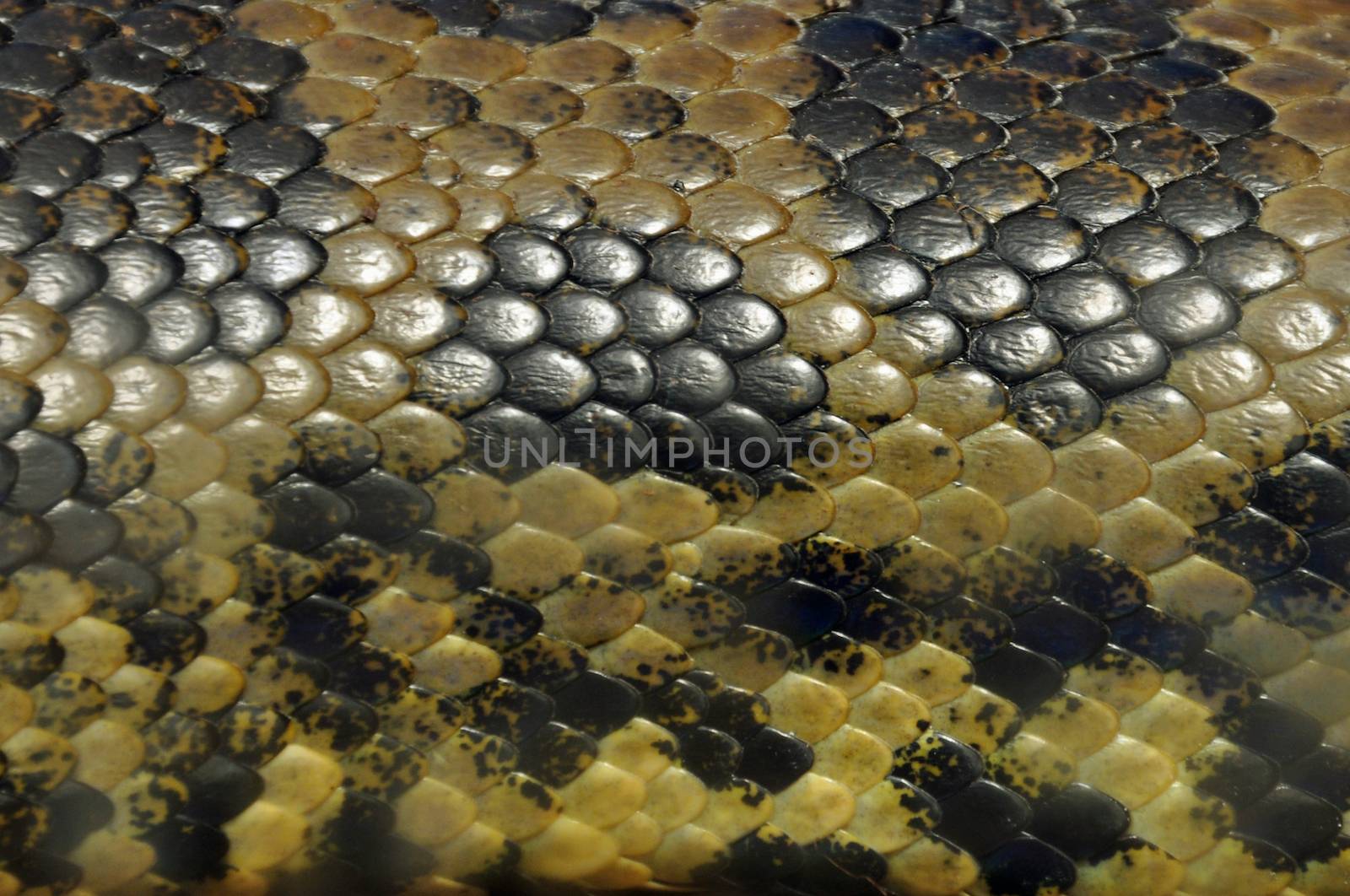 Yellow anaconda snake skin covered in textured scales animal background closeup.