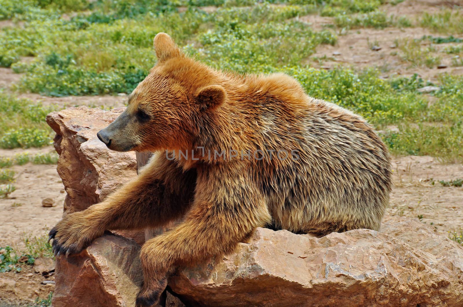 Brown bear resting on rocks. Wild animal in natural environment.