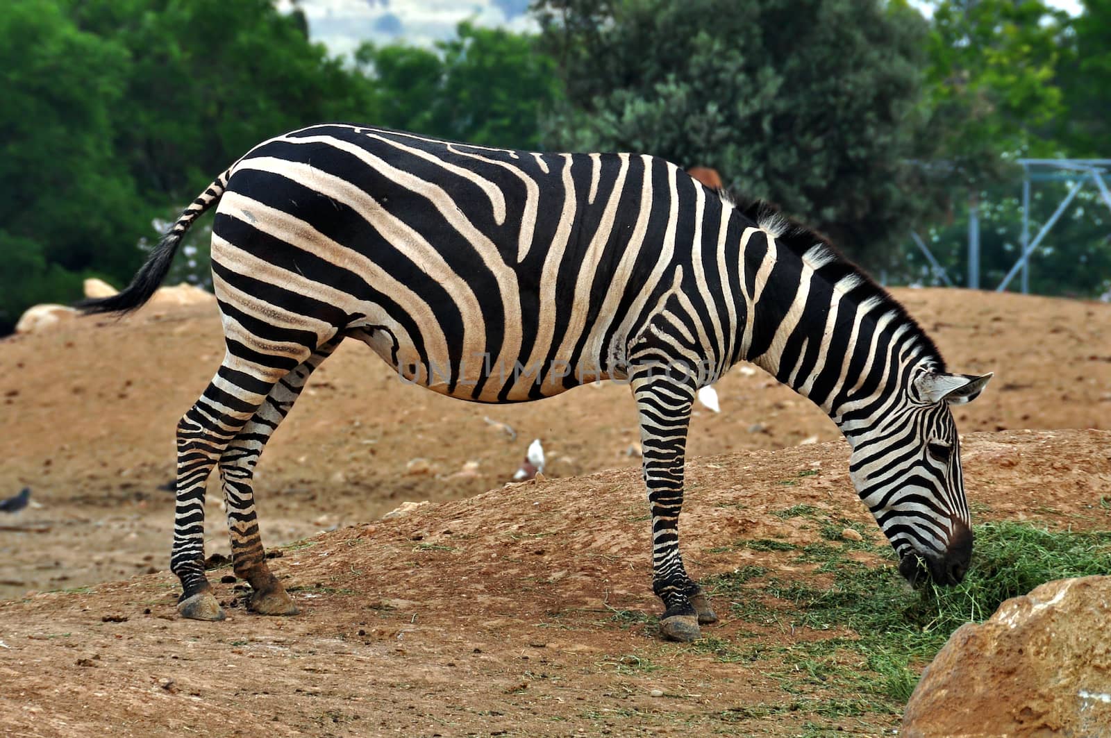 Zebra feeding on grass. Wild animal at the zoo.