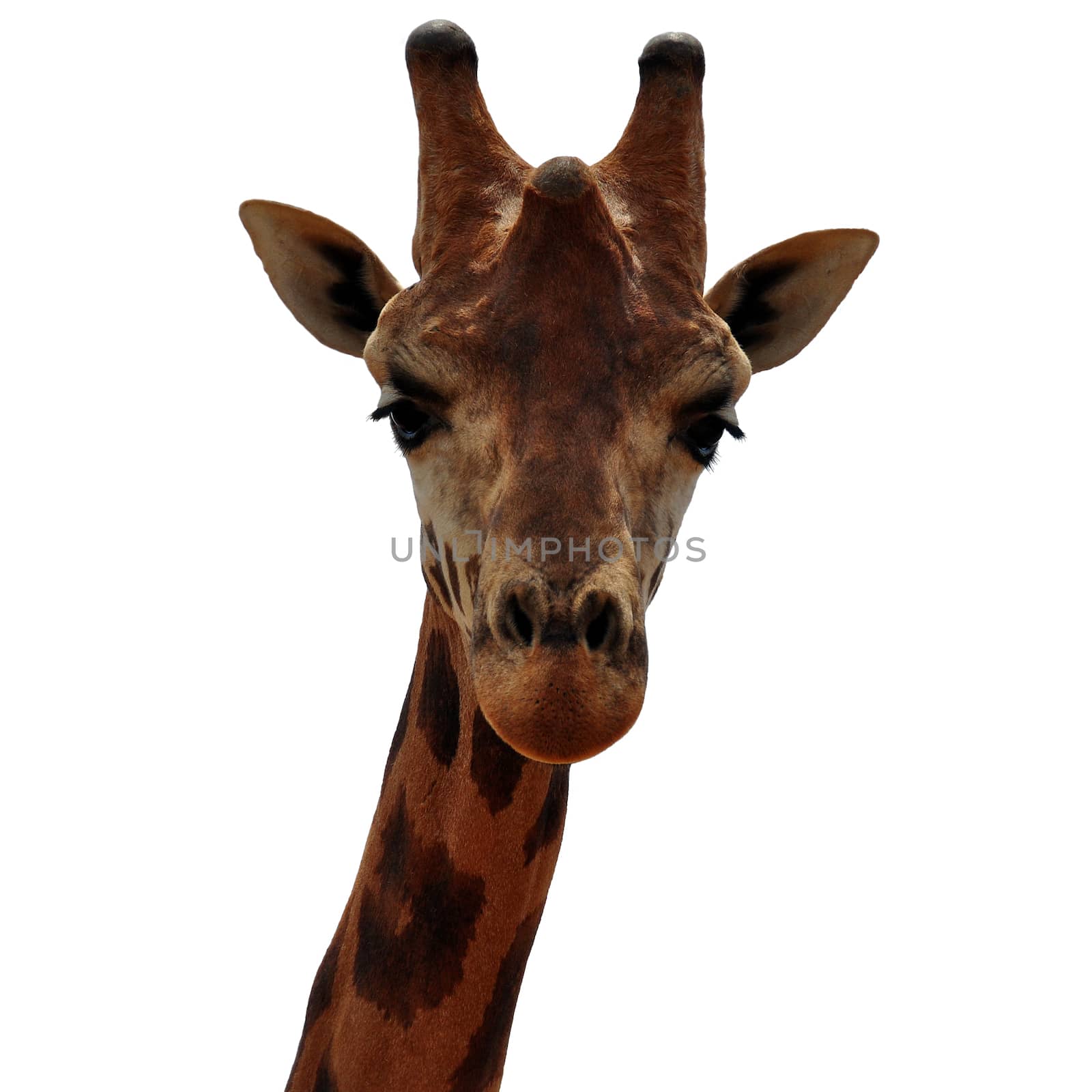 Baringo giraffe animal head on white background. Endangered camelopardalis.