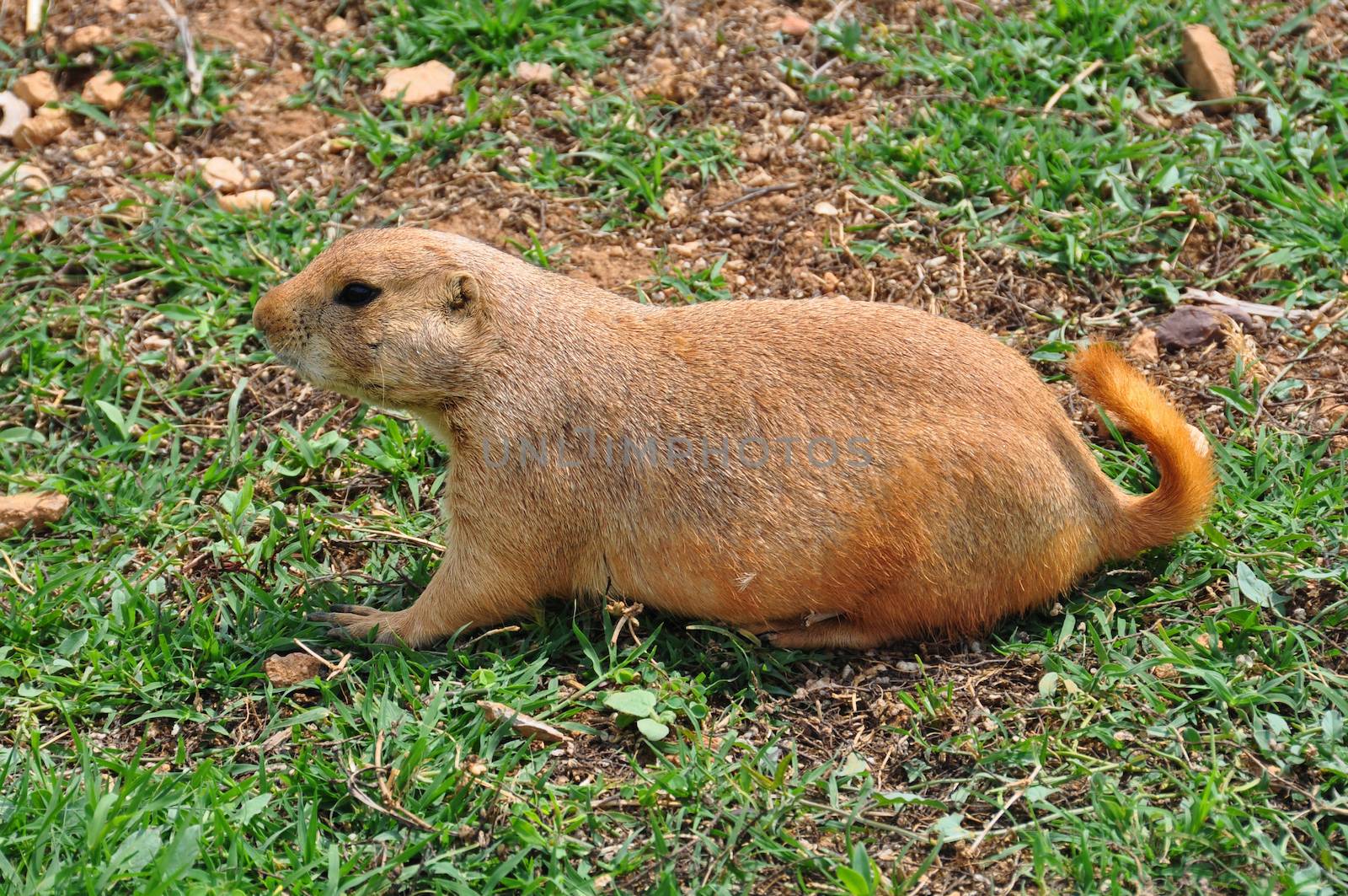 Prairie dog rodent on grass. Animal in natural environment.