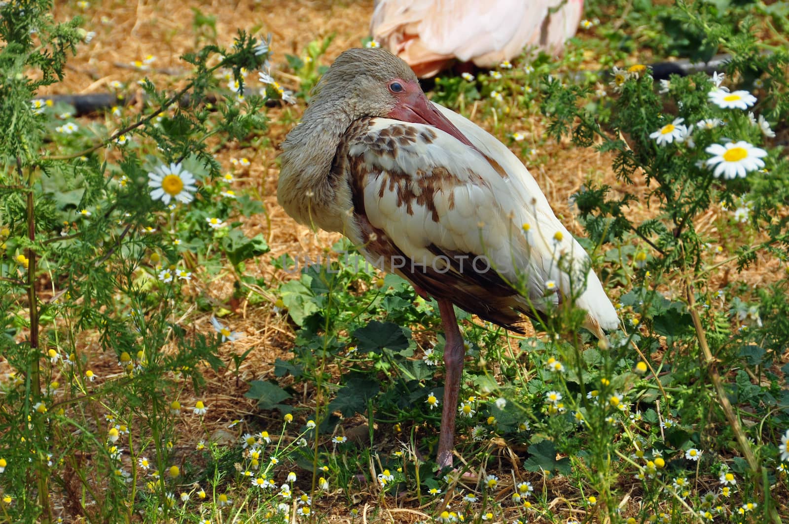 American white ibis juvenile bird resting with head tucked into back feathers.