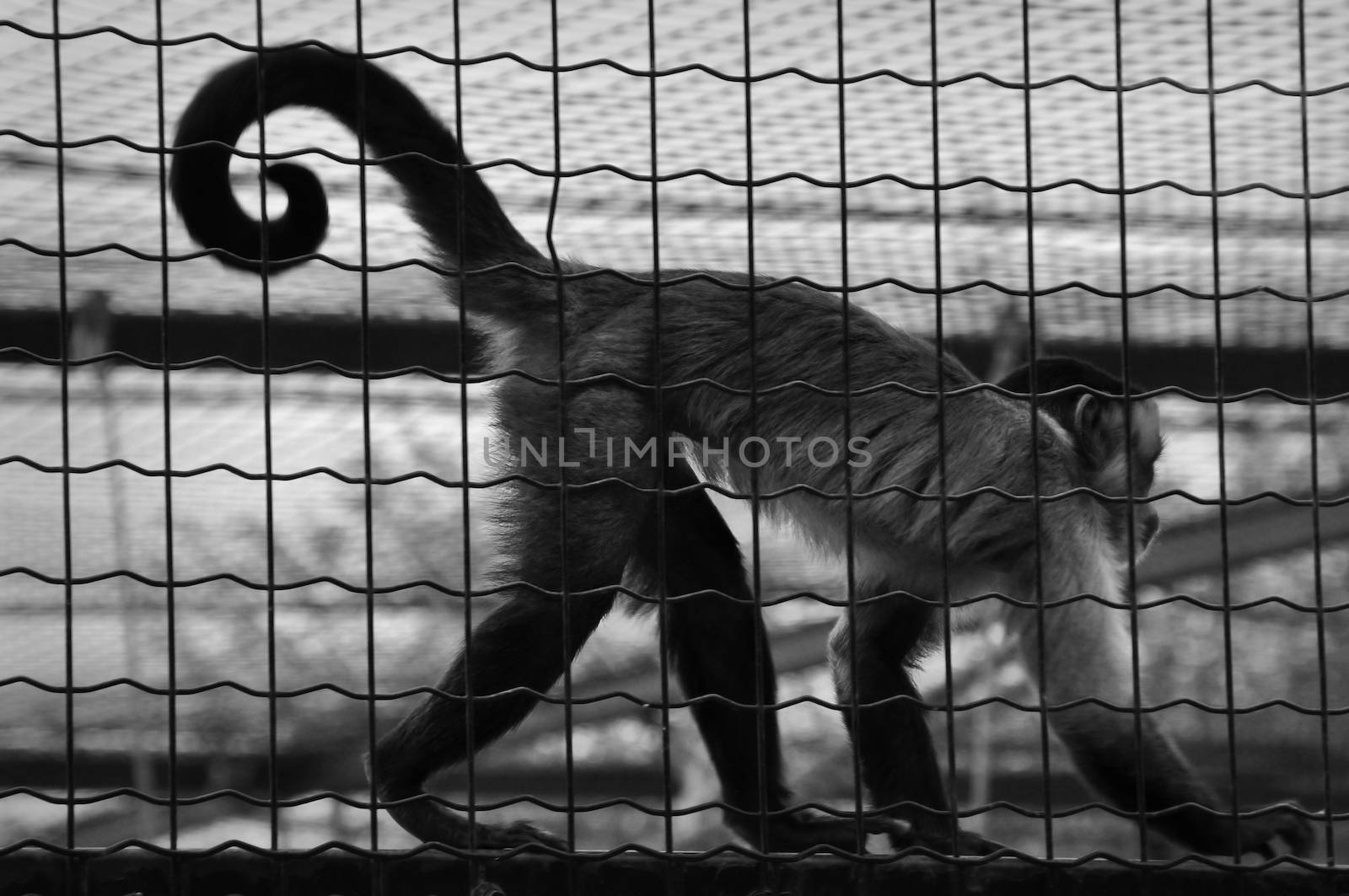 Squirrel monkey captive animal in a cage. Black and white.