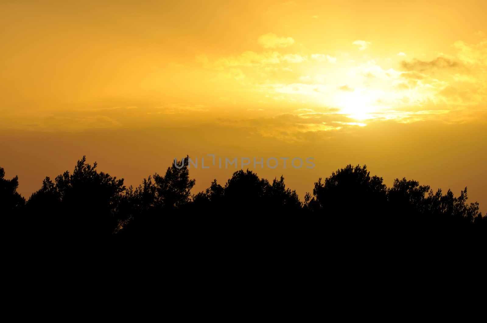 Sunset colors sky and trees silhouette. Approaching evening nature abstract.