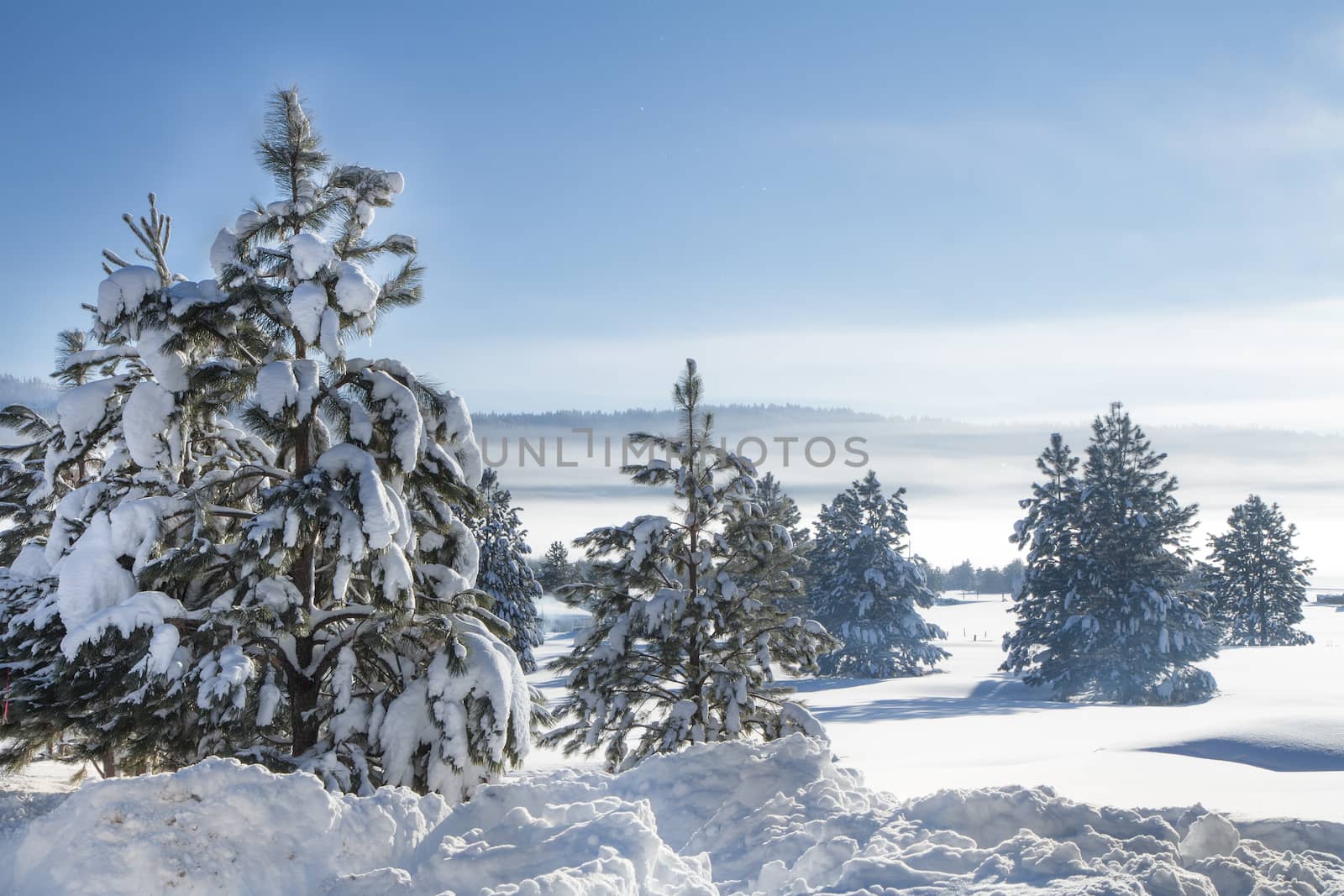 Fog in the hills with lots of snow covered trees.