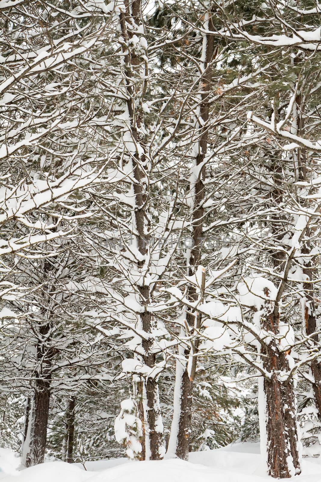 Cold day in the forrest with nothing but white and trees able to be seen.