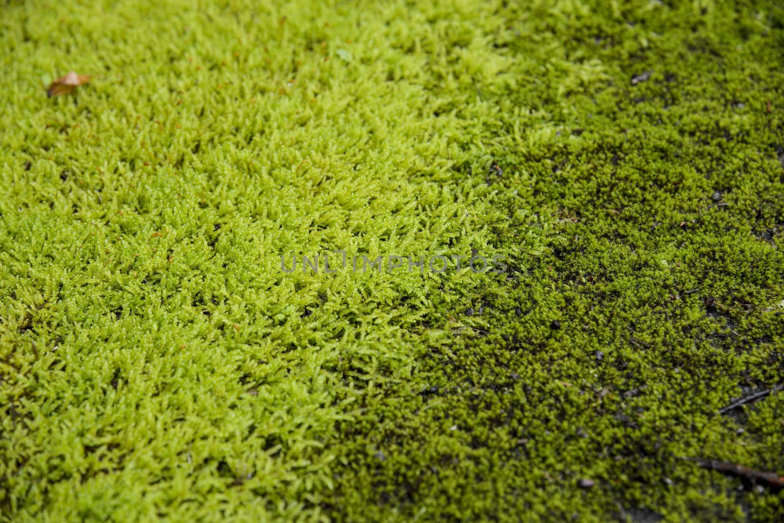Green moss on the floor1