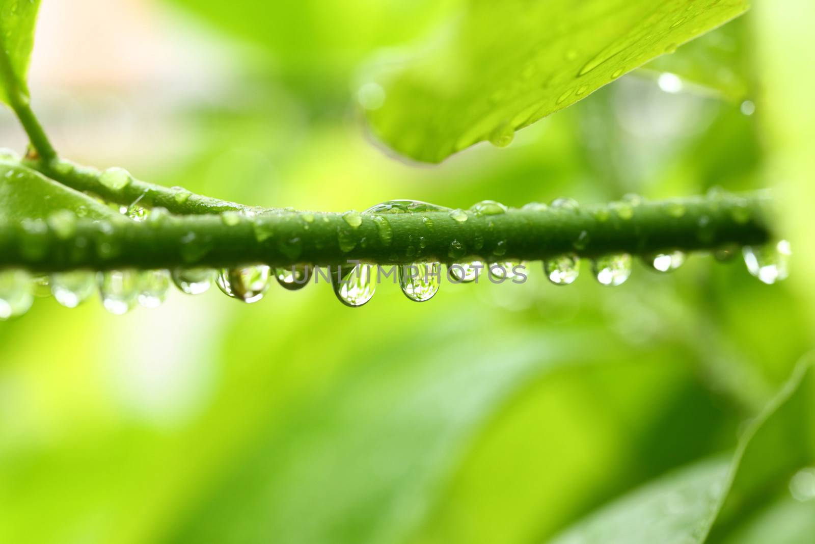 Freshness water droplet on tree