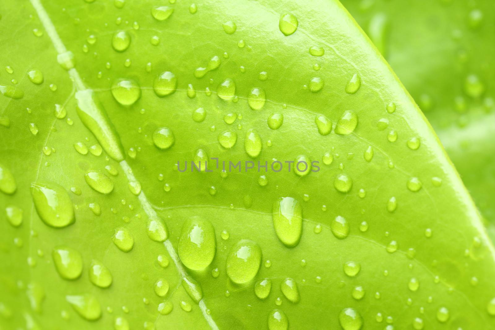 Water droplet on green leaf for freshness feeling