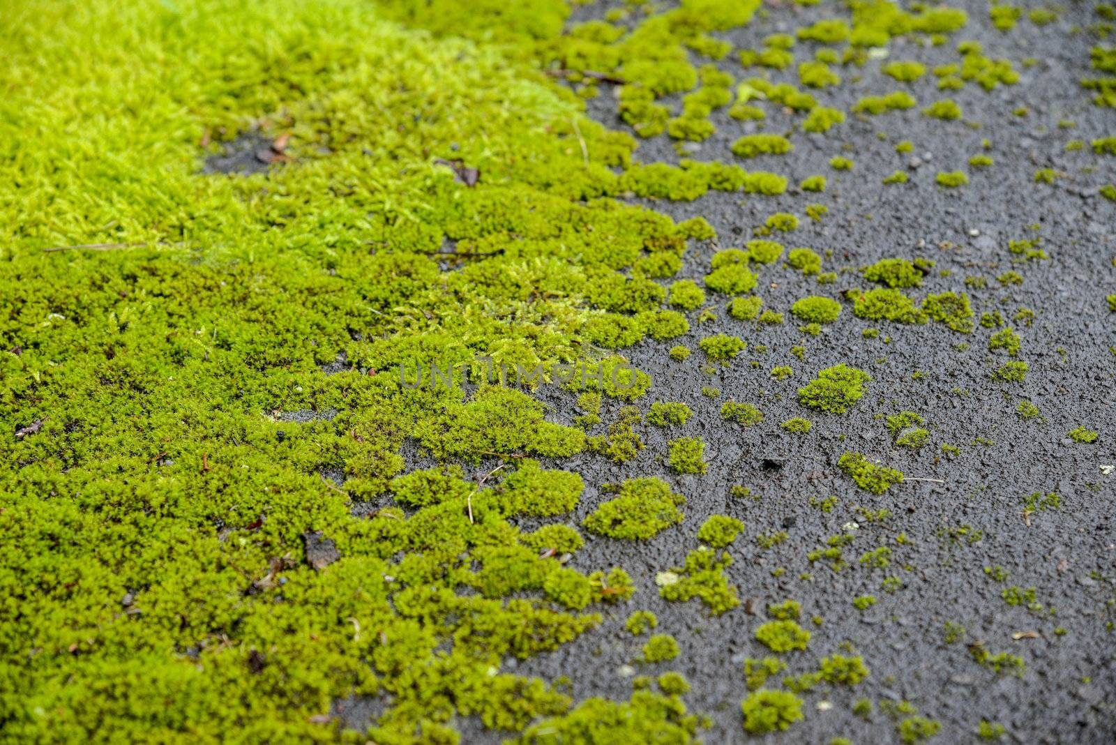 Green moss on the floor by gjeerawut