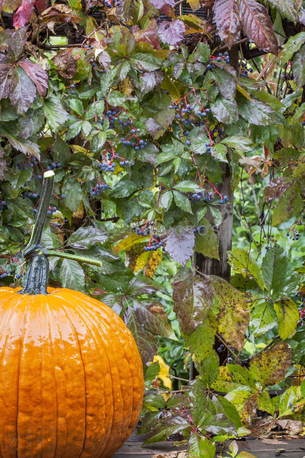 pumpkin and vine in the rain by PixelsAway