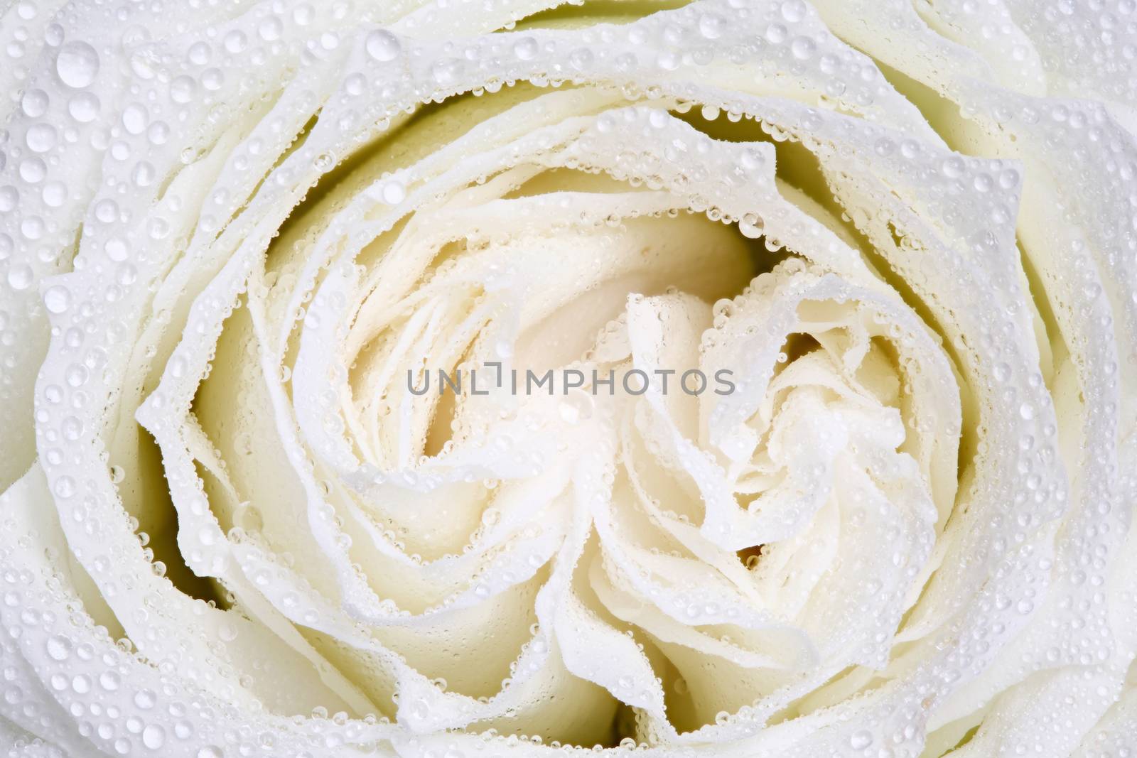 Close up white rose with water droplet