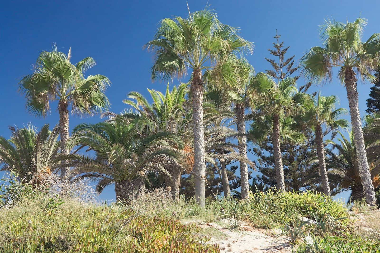 Palm trees on the beach in Cyprus on a sunny day