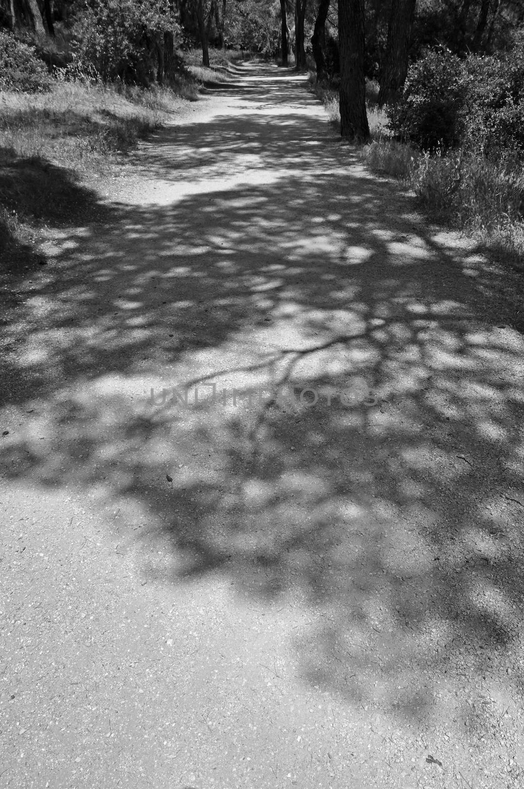 Long tree shadows and trail in a forest. Black and white.