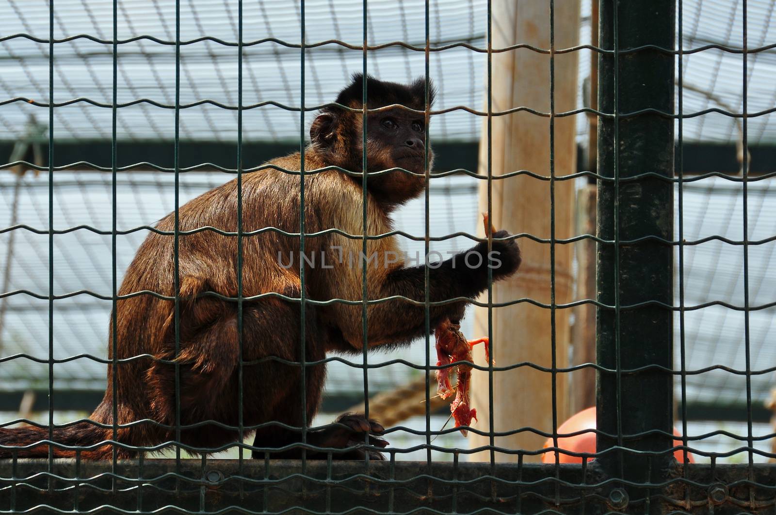 Black capped capuchin eating a small bird. Squirrel monkey wild animal feeding time.