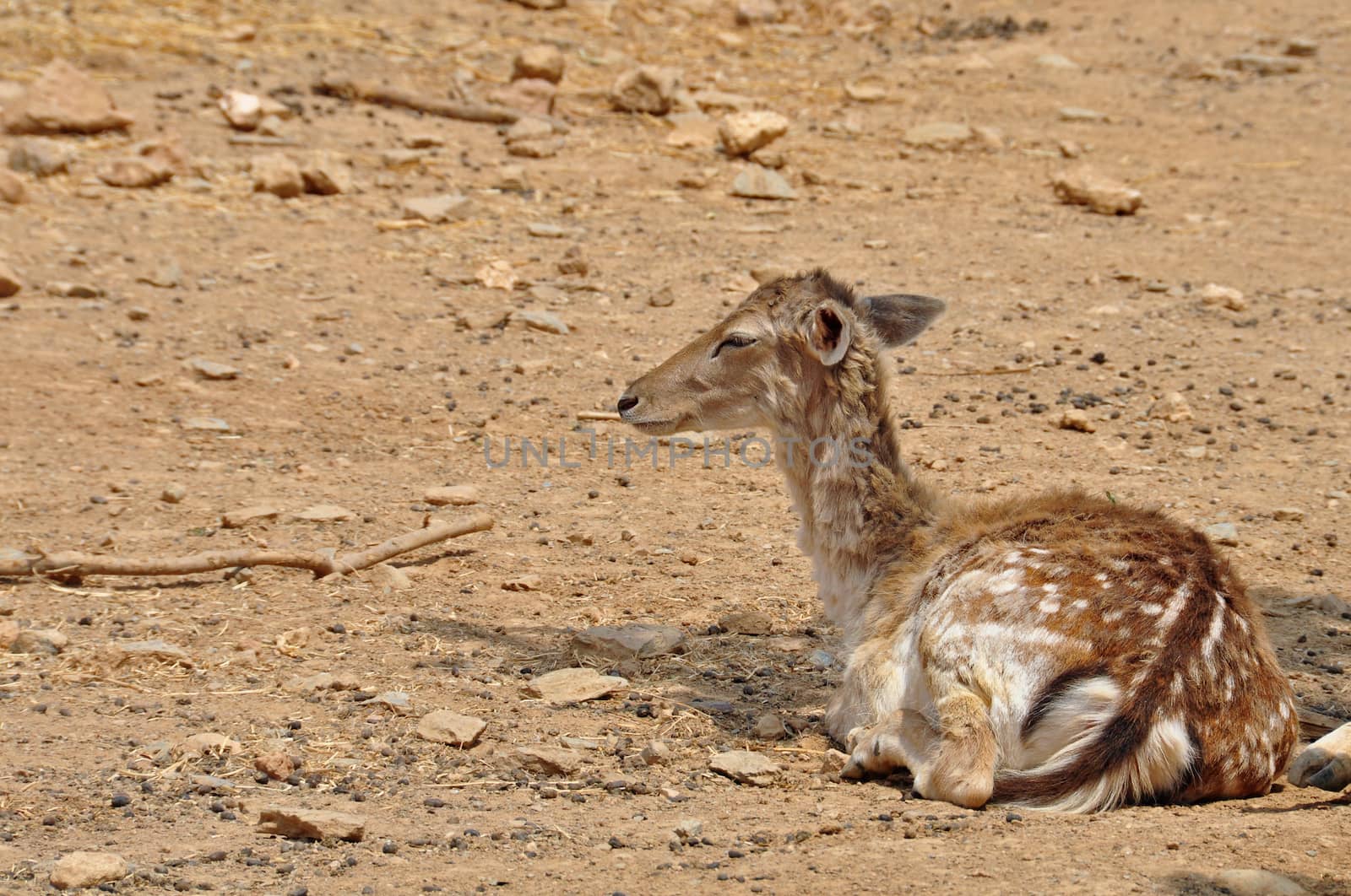 Fallow deer animal resting. Doe with spotted coat native to Rhodes island, Greece.