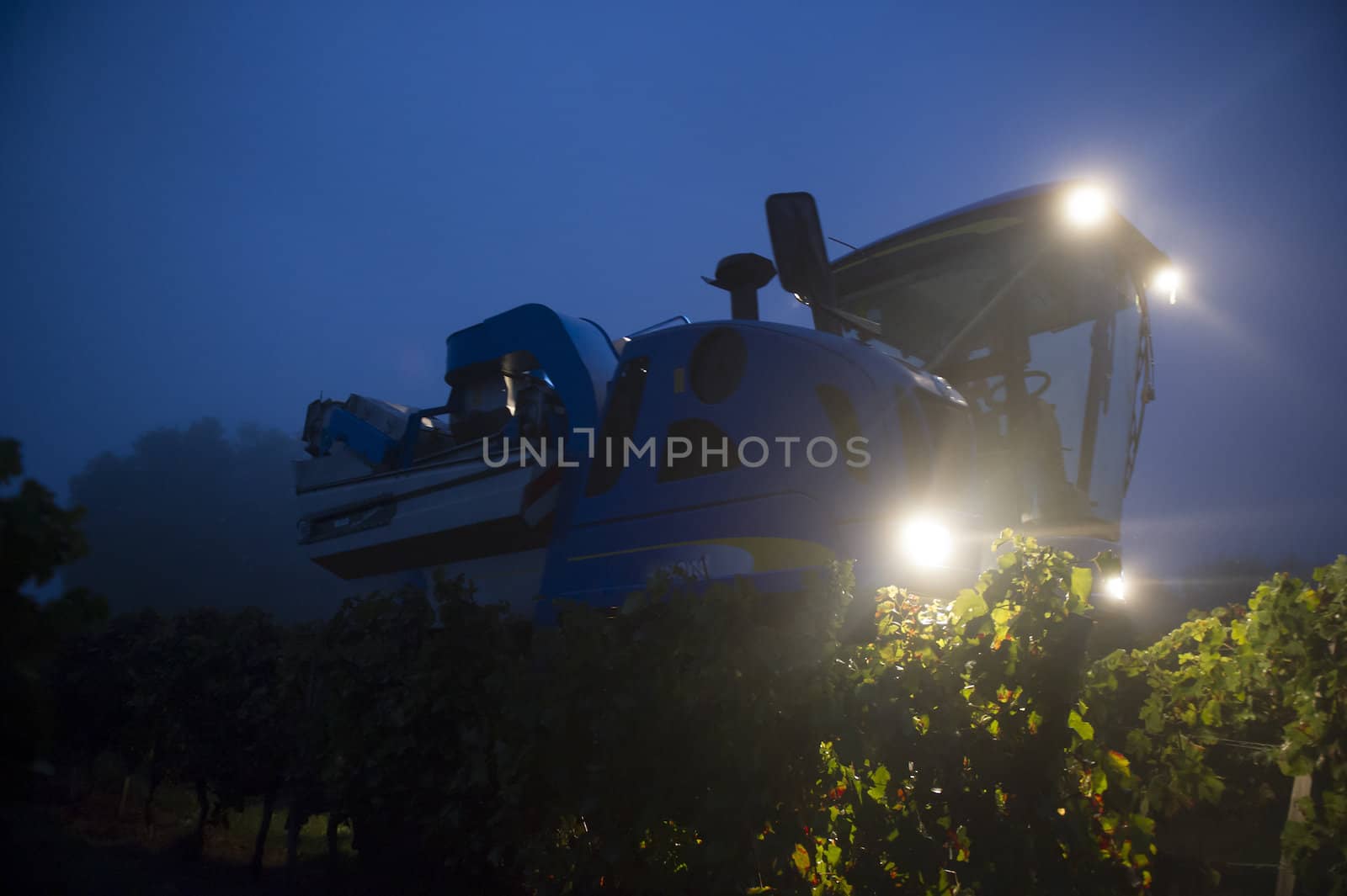 Mechanical harvesting of grapes in the vineyard