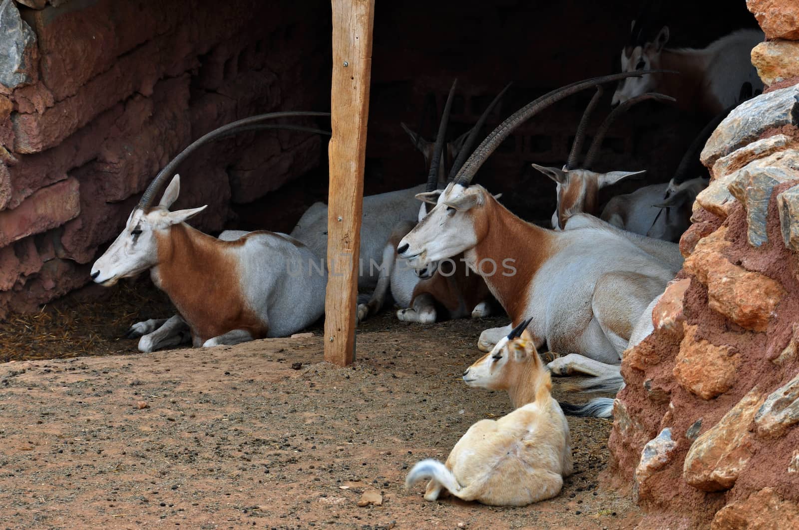 Herd of scimitar horned oryx antelopes resting. Mammal animal extinct in the wild.