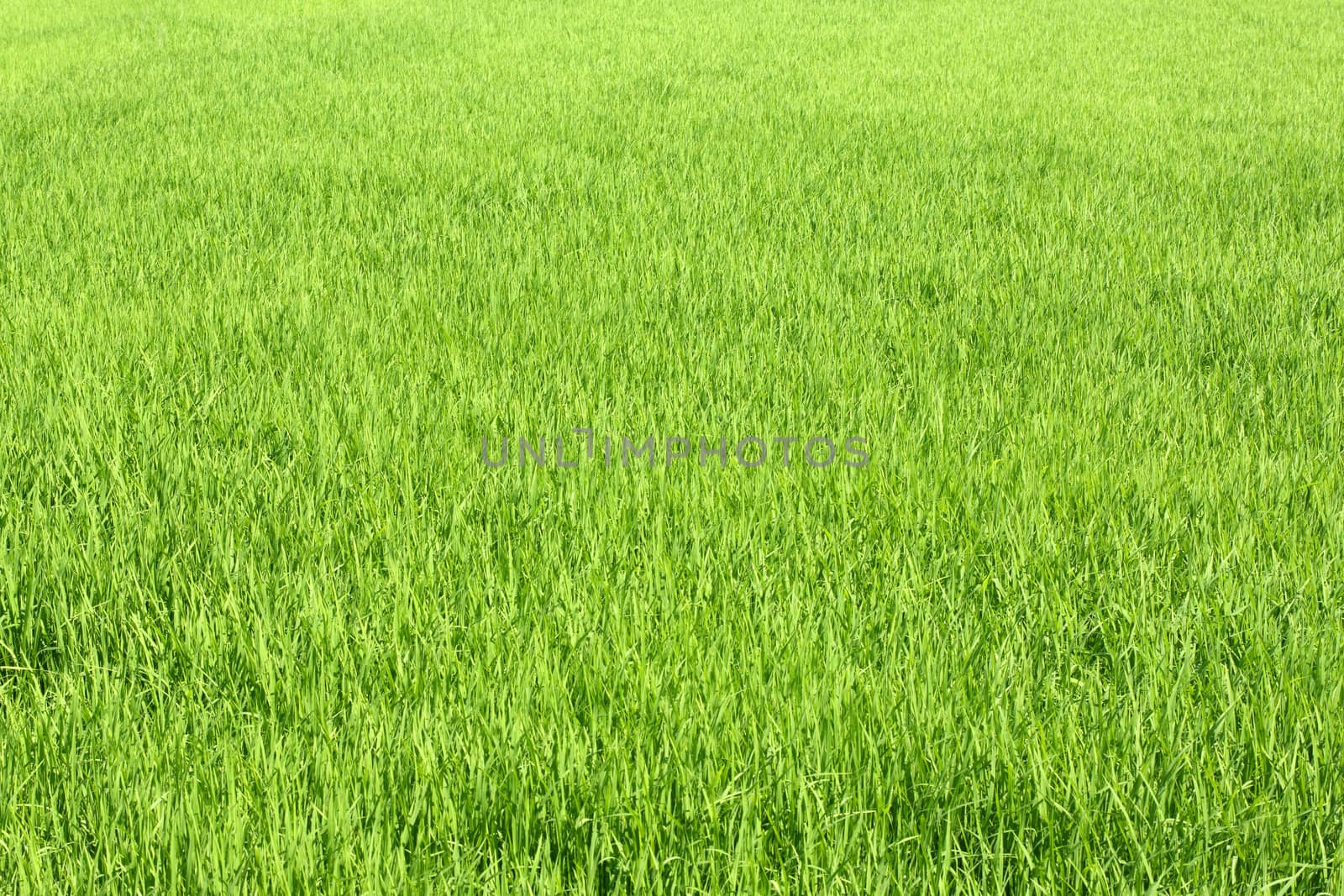 Green Rice field in Thailand