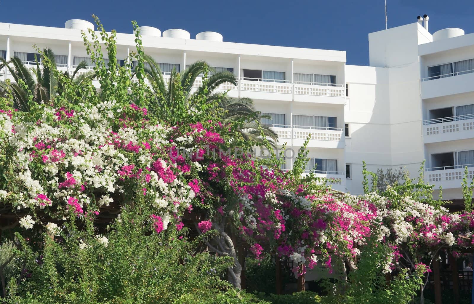 Flowering Garden at the hotel in Cyprus on a clear sunny day