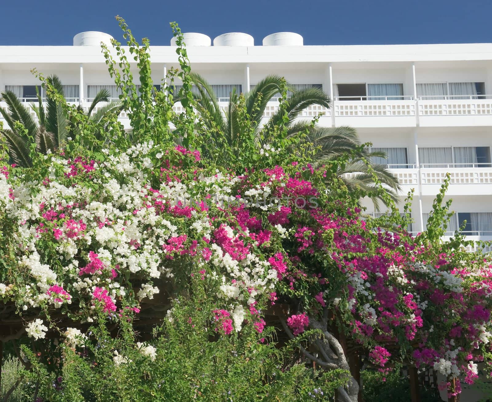 Flowering Garden at the hotel in Cyprus on a clear sunny day