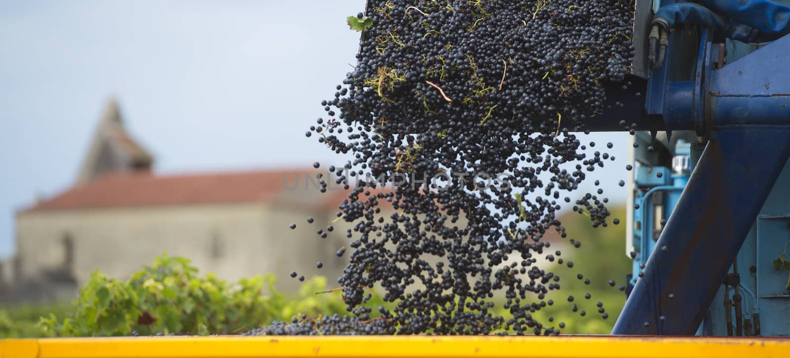 Mechanical harvesting of grapes in the vineyard
