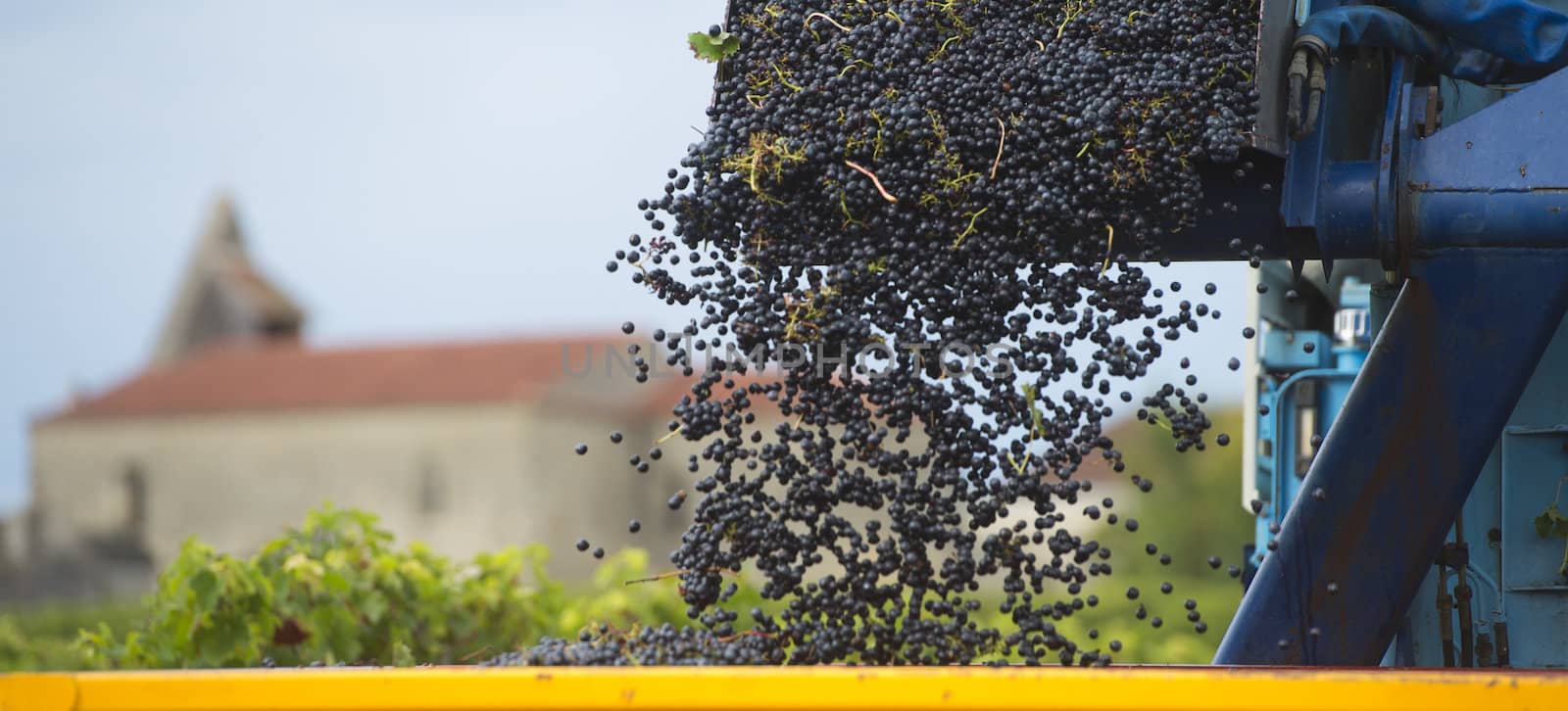 Mechanical harvesting of grapes in the vineyard by FreeProd