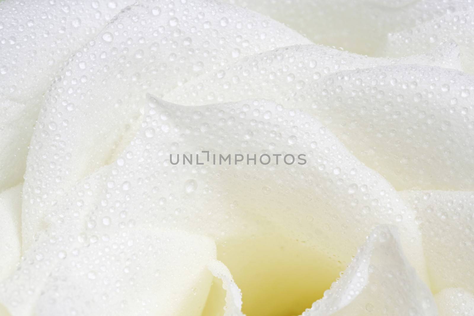 White rose petals by smuay