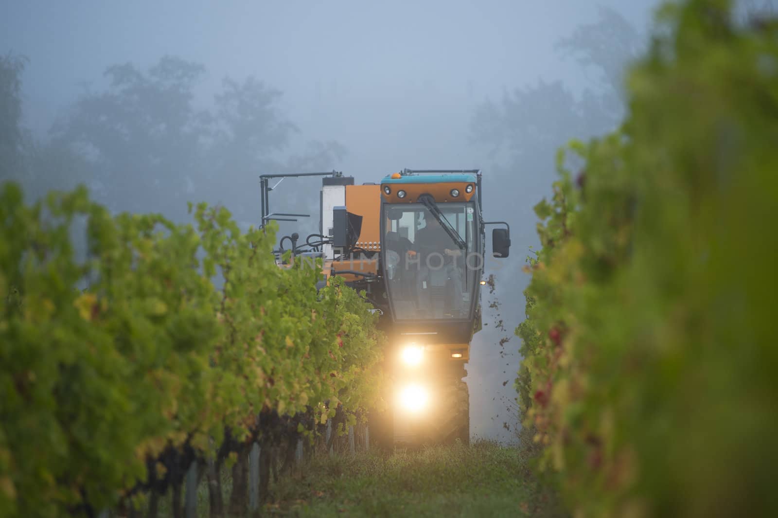 Mechanical harvesting of grapes in the vineyard