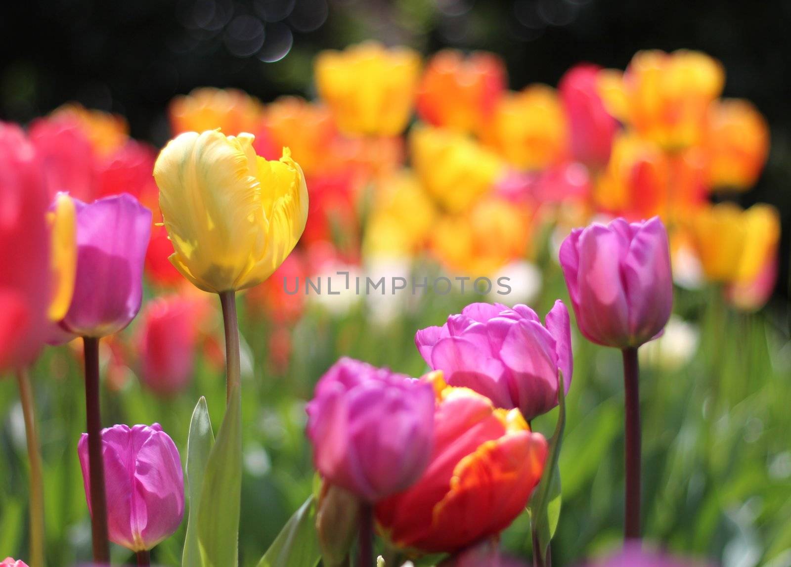 A lot of tulips, colorful, in sunny garden